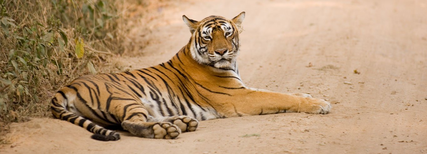 GOLDEN TRIANGLE TOUR WITH WILDLIFE